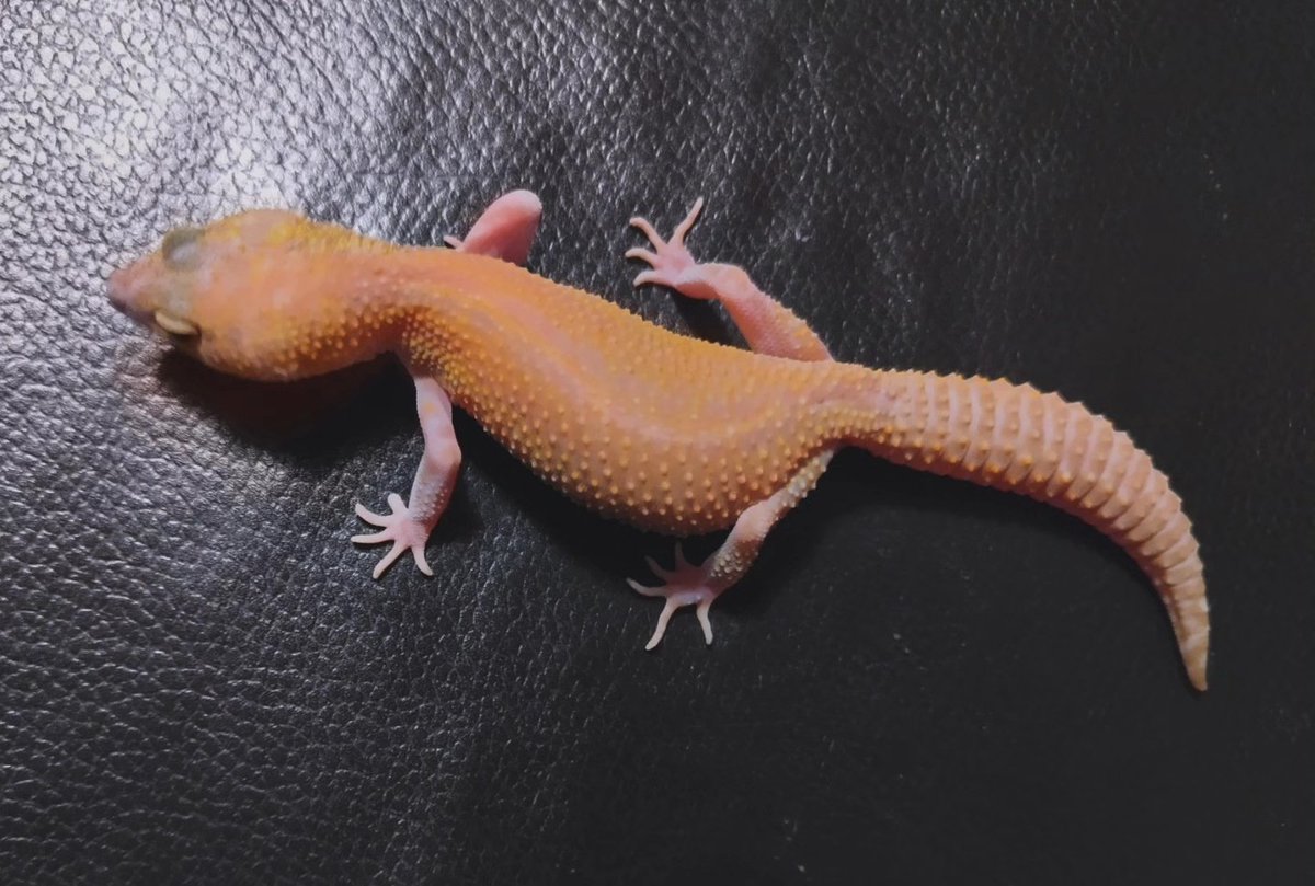 KMK_farm's tweet image. ★★★

✨ラヴァブラックナイトサィファー✨

#ラヴァブラックナイト
#Lava
#ラヴァサイファー