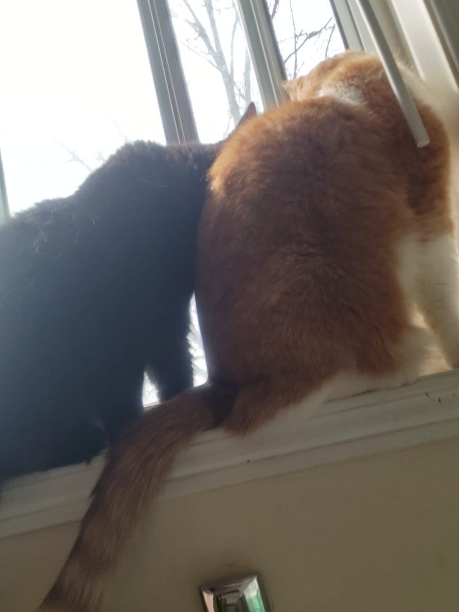 Котожоп вам