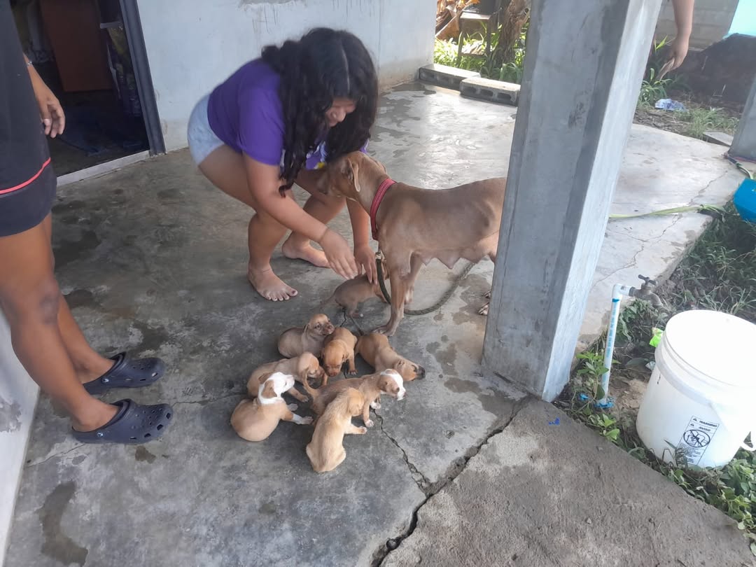 Telemetro Reporta tweet media