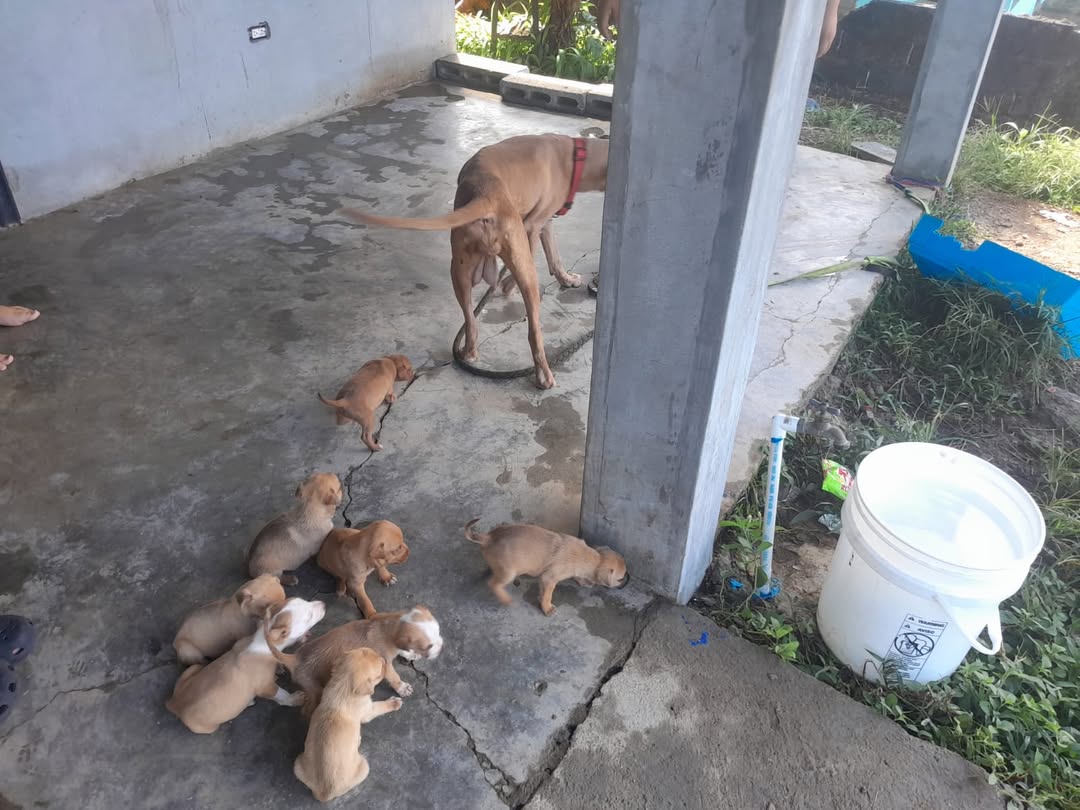 Telemetro Reporta tweet media