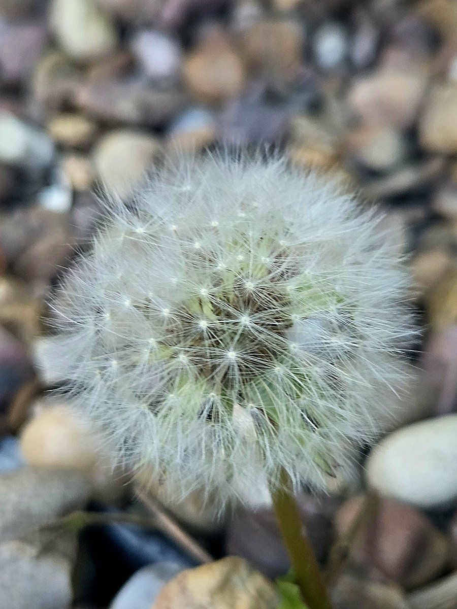 Chelleb66's tweet image. Photos from my garden this evening. #dandelionclocks #dandelions #weeds #moon #daytimemoon #gardensofinstagram #yellow #white #blue #sky #nature #naturelovers #lovenature