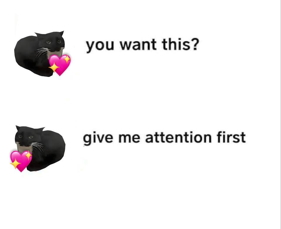 Maxwell the Cat tweet media