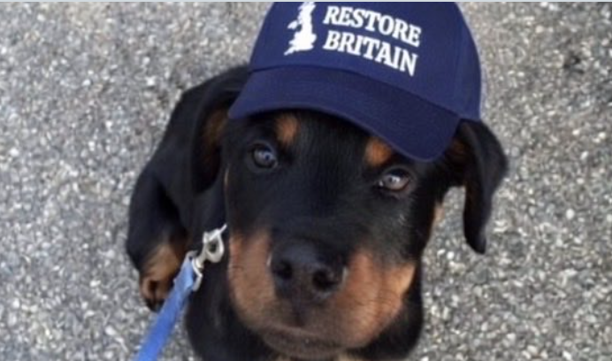 Restore For Dogs tweet media
