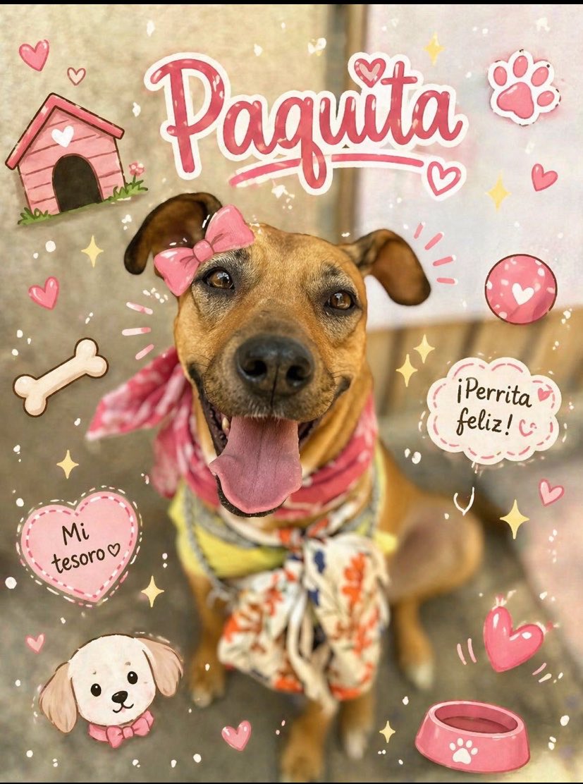 𝙷𝚎𝚕𝚊 𝙼𝚘𝚛𝚎 🐶 tweet media