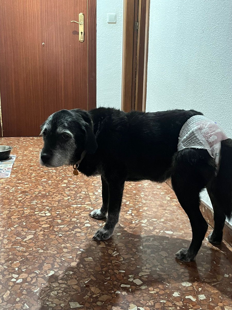 #ZARAGOZA y cercanías
#KYRA tiene 10 años y no lo está pasando nada bien. 

Tiene pendiente una ecografía para mirar porque a veces se hace pipí sin querer.

No queremos que vaya a la guardería, pero en su actual acogida no pueden tenerla más.

Se necesita una casa para ella con