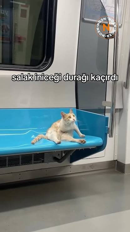 sıkı dur geliyorum 🌼 tweet media