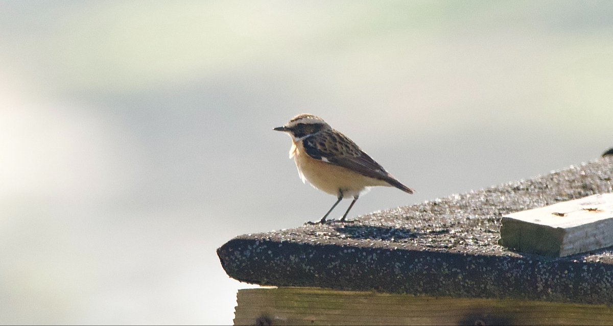 SteveOnHilbre's tweet photo. An incredible morning on the magical island🏝️large fall of 200+ WillowWarblers @hilbrebirdobs (with 99 c&r + 1 Chiffchaff before the tide stopped play!), also our first #Whinchat & #Swift of the year, #Redstart, Whitethroat, Gropper, Blackcap, #TreePipit & more ❤️ love #migration https://t.co/EO3N42ZIyo