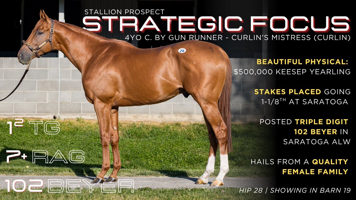 EliteRaceSales's tweet photo. “He has immense talent.” - @FrankMirahmadi 

STRATEGIC FOCUS (by Gun Runner @Three_Chimneys) posted a 102 Beyer, 7+ @RagozinSheets, and 1-1/2 @ThoroGraph in Saratoga last summer before going on to be 3rd in the Curlin S. behind MG1W Chancer McPatrick. 

Now showing in barn 19 @keenelandsales as a Stallion Prospect.