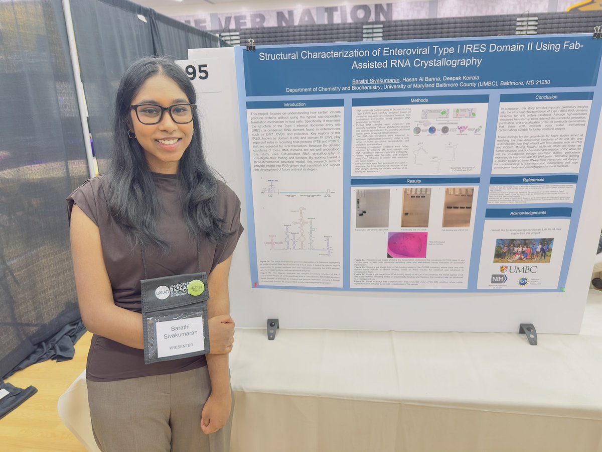 KoiralaLab's tweet image. Talented undergraduates, Magdalen Ruth and Barathi Sivakumaran presented their posters in UMBC URCAD. Congratulations to their graduate student mentor, @hbnnbd     for excellent mentorship. Way to go! #UMBC, #URCAD, @UMBCBiology, @UMBCChemistry, #RNA.