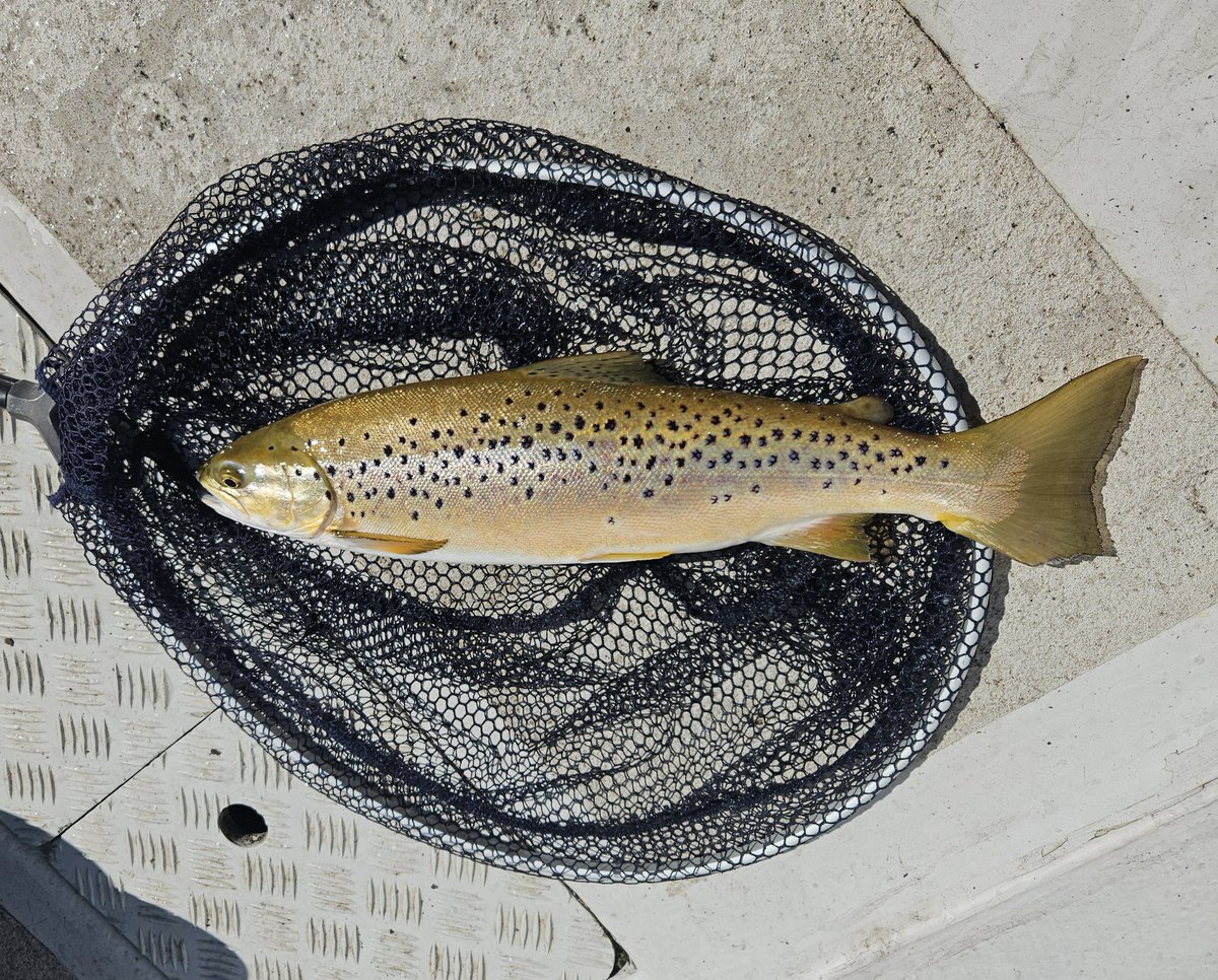 LevenStevens's tweet image. Hen fish still bearing the marks of spawning. Water still very cold. 

#fishing #flyfishing #trout #LochLeven #Scotland