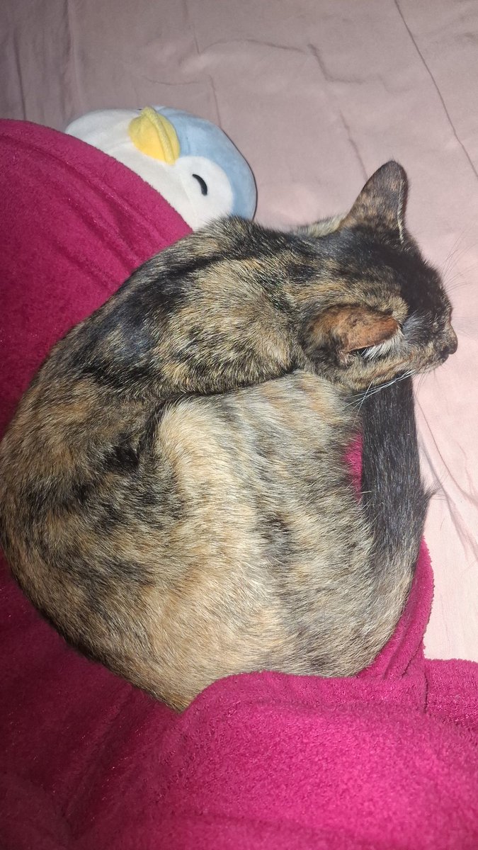 sam ❄️ idia's bf !! tweet media