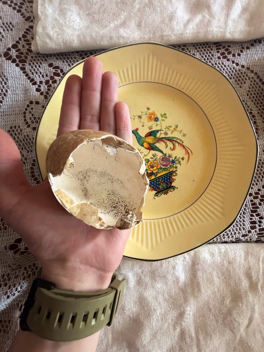 🧏 🌸 VersioN 3.40 🌸🧏‍♀️ tweet media