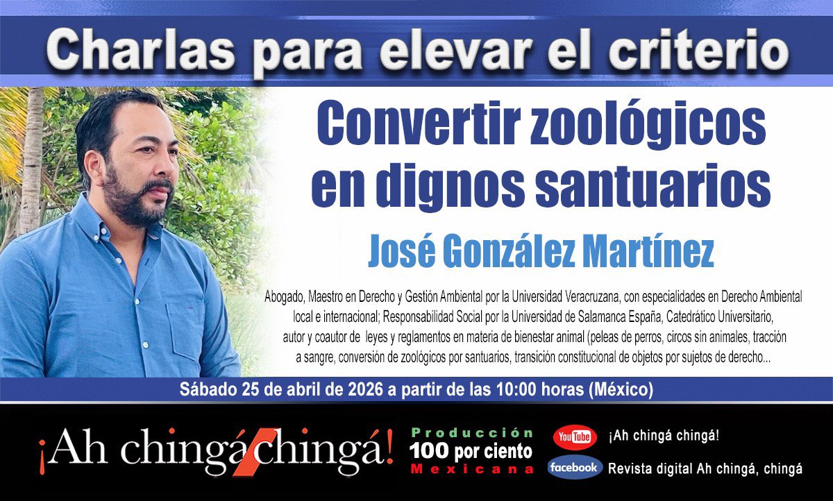 jppver's tweet photo. ¿Zoológicos o santuarios? 🐾 

Conversaremos con el Mtro. José González Martínez sobre bienestar animal y vida digna.

🗓️ Sáb. 25 de abril
🕙 10:00 h (MX)
🎥 En vivo: https://t.co/BwabTdP1Qx
#BienestarAnimal #Santuarios https://t.co/fI80USCfpb