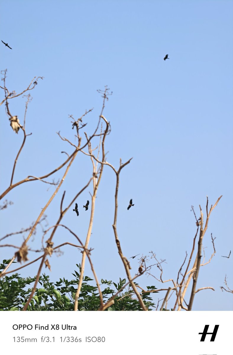 Kalkinhere's tweet image. No cages up here
#findx8ultra