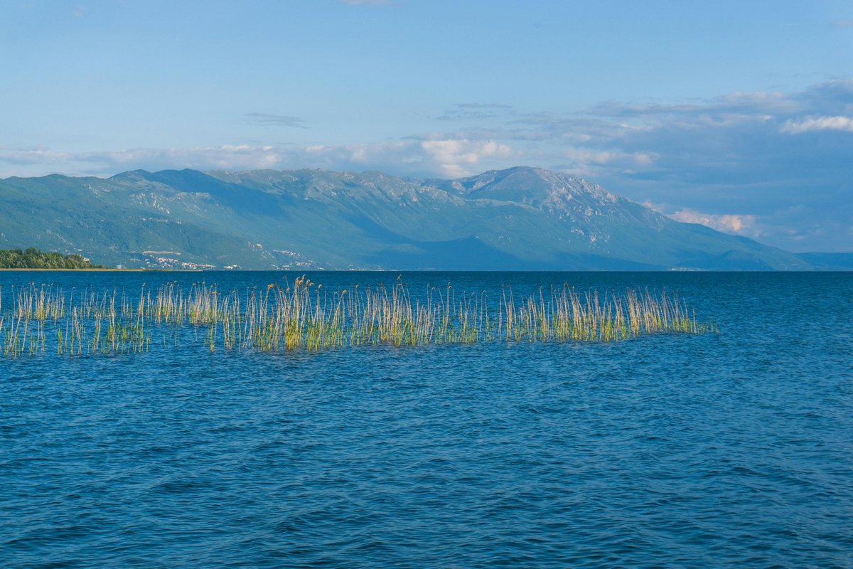 ahsan habib tweet media