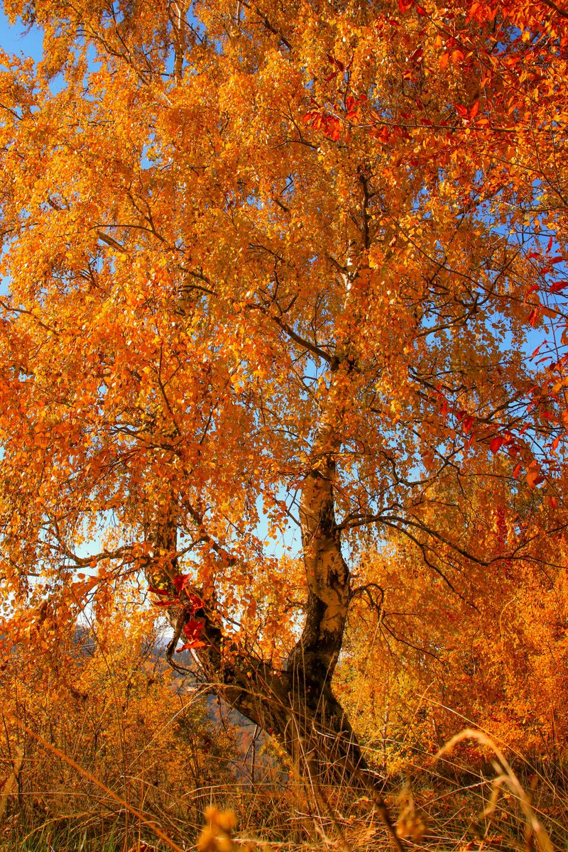 ahsan habib tweet media