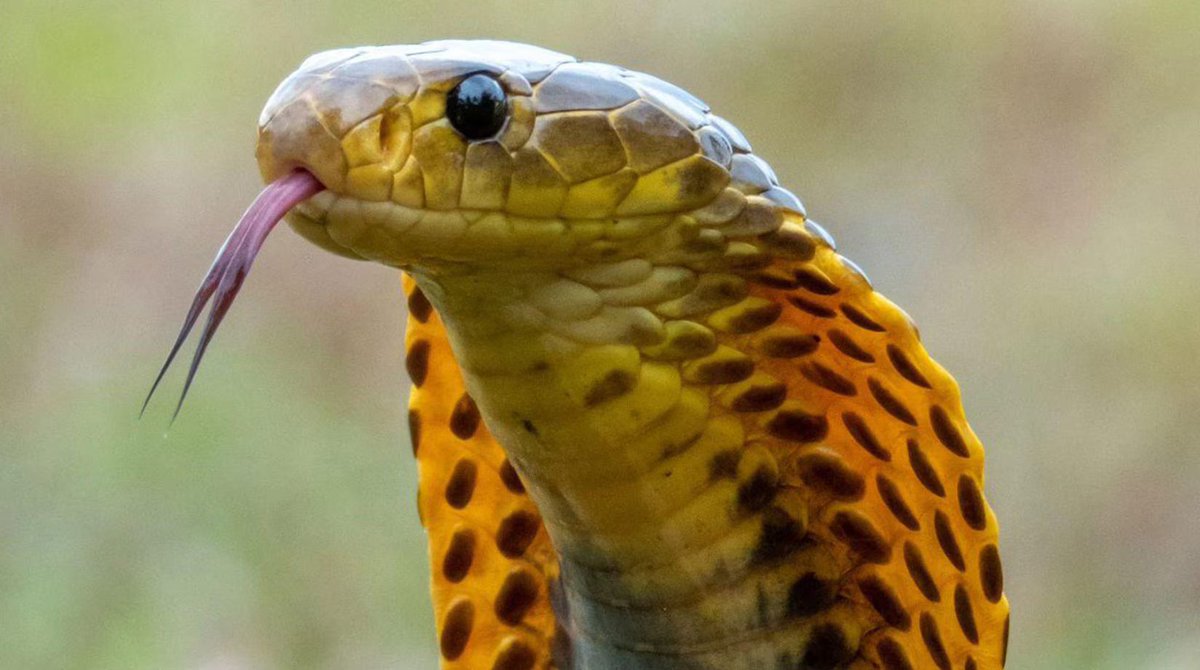 💎Rock Hard Snake Daddy💎 tweet media