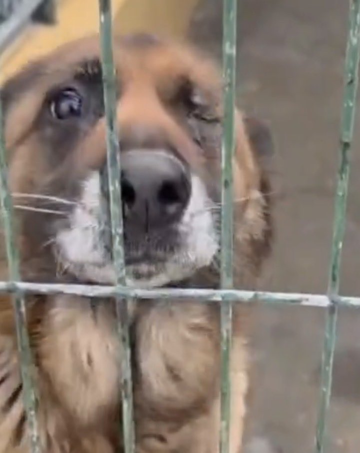 Otra abuelita abandonada, sin nadie en el mundo y entre barrotes😢
Alguien que sienta empatía por ella? Difundimos?🙏🏻🙏🏻
<a href="/616619cb9657449/">Sandra L.P.Velmonte ✵🐾</a>
<a href="/Lobo_maltes/">José Exposito</a> 
<a href="/tonideltoro71/">Toni</a> <a href="/fernandorojibl1/">Fernando 🇯🇴🇯🇴🇯🇴🇯🇴</a> <a href="/diezauberfloete/">PAPAGENO</a> @hespetacular @bufetquetglas <a href="/masquebruja67/">Masquebruja 🍉🇵🇸</a> <a href="/patasarribacsur/">Patas Arriba Oficial</a> @evamariaibanez