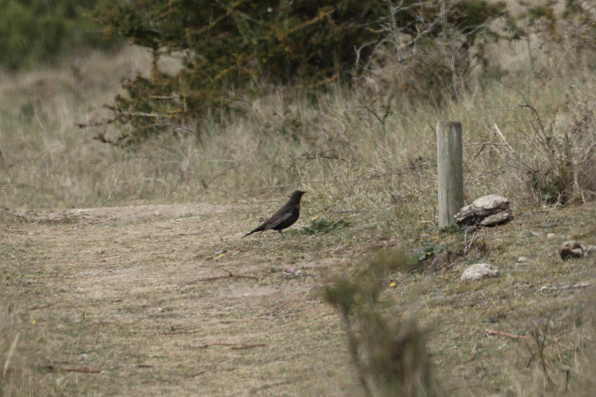 At Holme this morning had two ring ouzel and lesser whitethroat and green hairstreak and at Titchwell common tern and swift for the year . Photos of whitethroat, gadwall, green hairstreak and ring ouzel