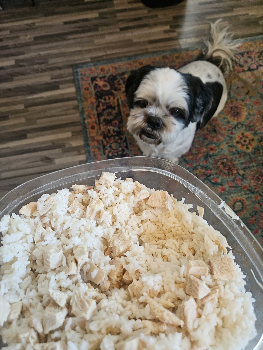 🐔🍚BLAND DIET TIME🍚🐔