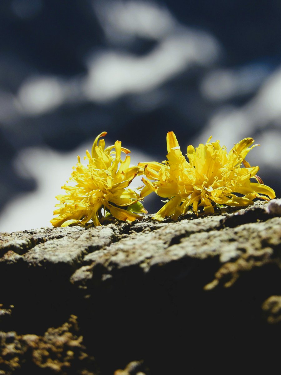 savannah tweet media