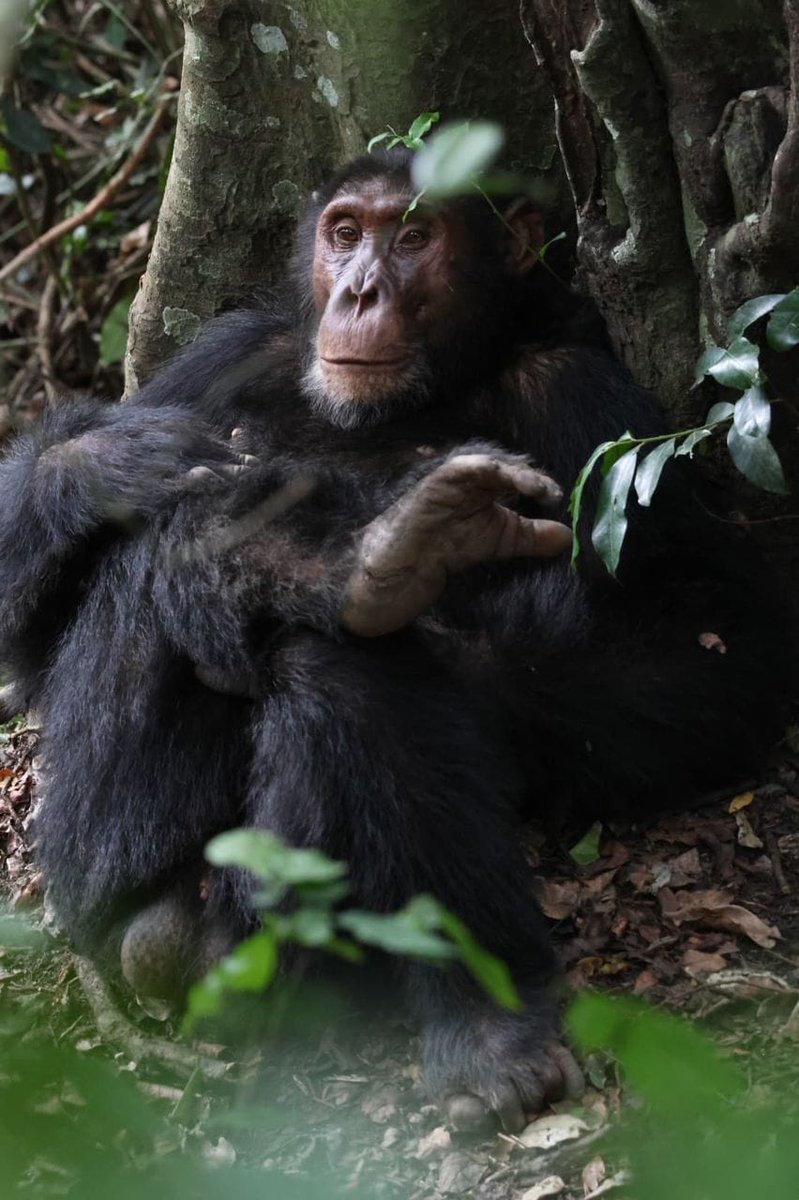 Lambula Wild Adventures Ug tweet media
