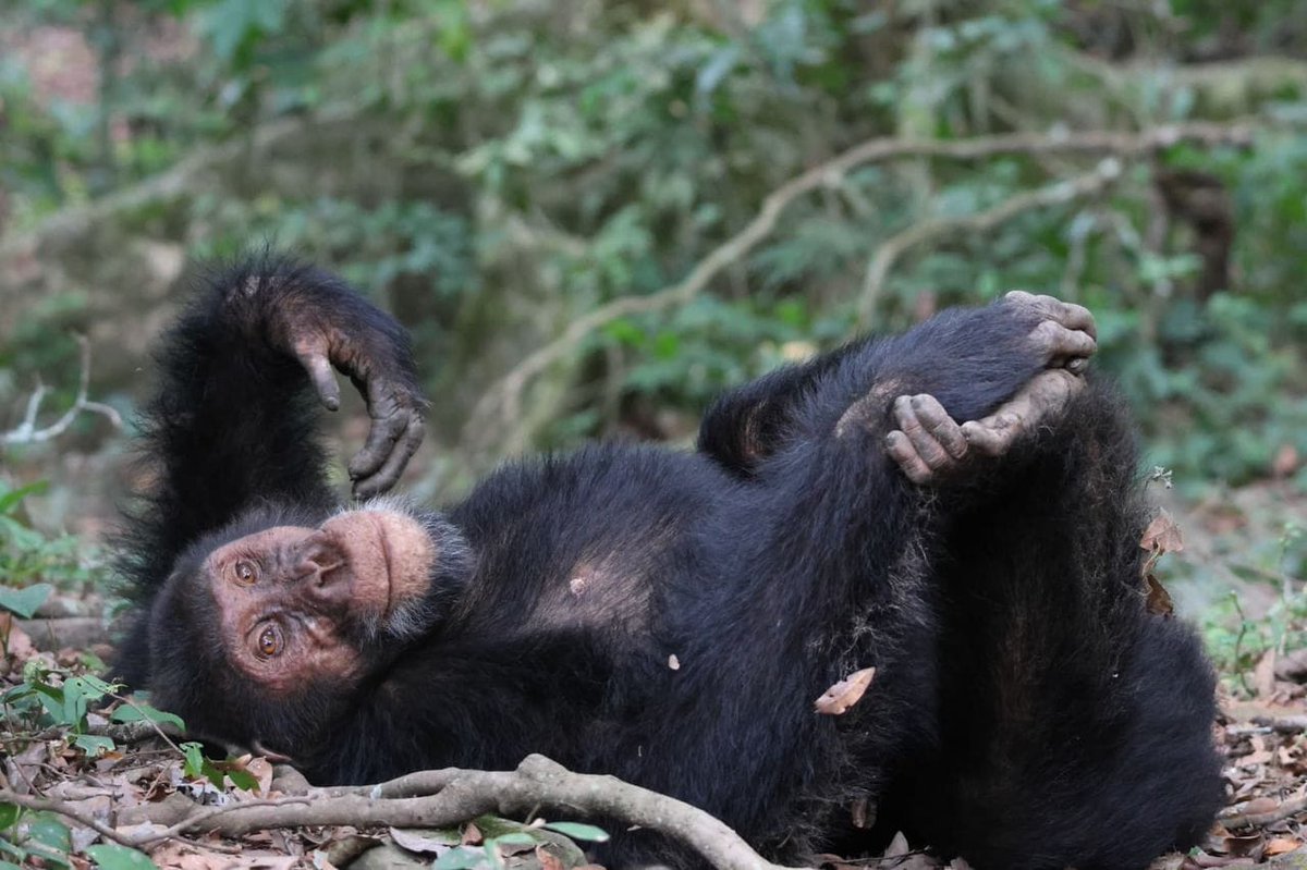 Lambula Wild Adventures Ug tweet media