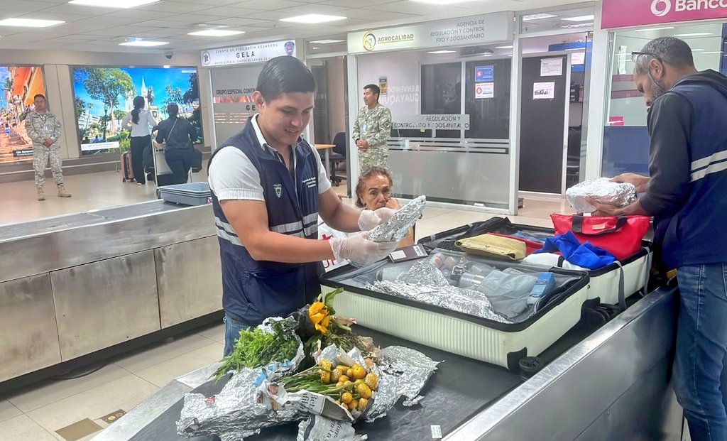 AgrocalidadZ5's tweet image. #Guayas | ✈️🧳 Fortalecemos los controles fito y zoosanitarios a pasajeros y equipajes de vuelos internacionales en el Aeropuerto José Joaquín de Olmedo, para prevenir el ingreso de plagas y enfermedades que afecten la producción agropecuaria del país.