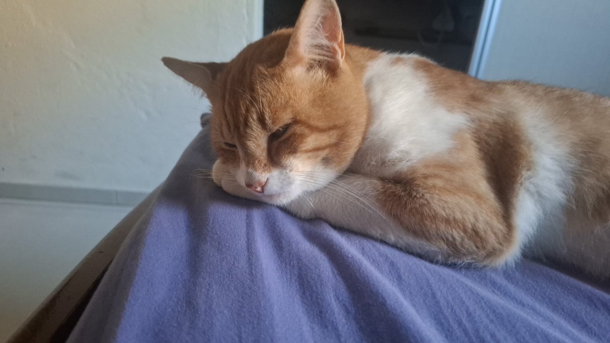 sam ❄️ idia's bf !! tweet media