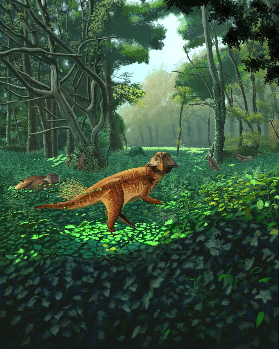 MicroraptorE's tweet image. New digital illustration !

Just a group of Psittacosaurus lujiatunensis, a little and bizarre dinosaur of Yixian formation
#dinosaur #paleoart #SciArt #china #cretaceous