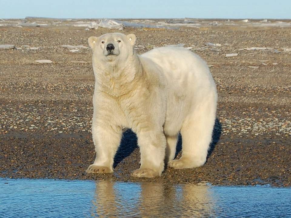 Endangered polar bears could be legally killed by drilling projects in Alaska under Trump admin proposal - NYP