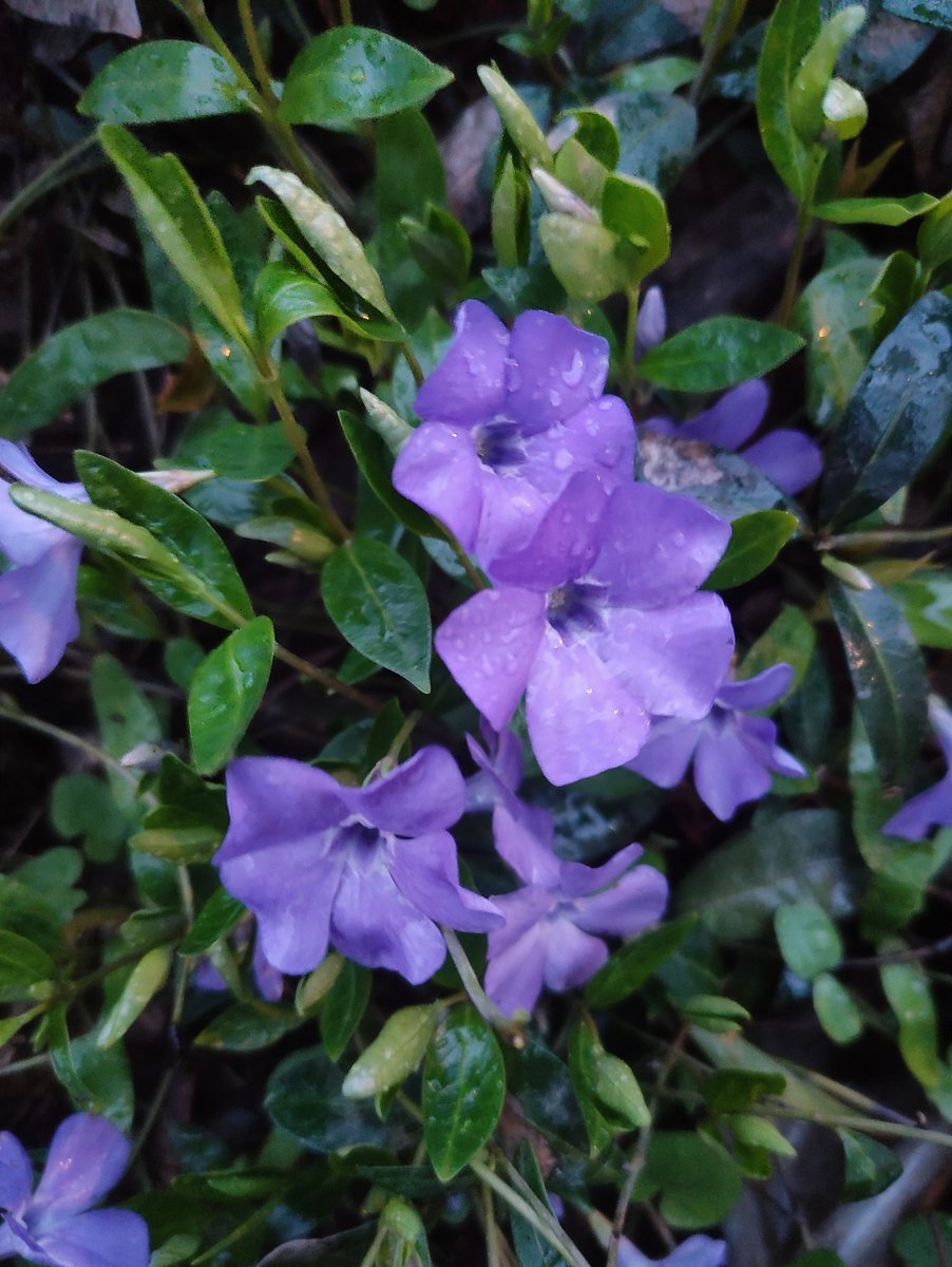 Nata27Best's tweet image. Добрый вечер. Good evening. 💜
#MyPhoto
#SpringVibes 
#Gardening