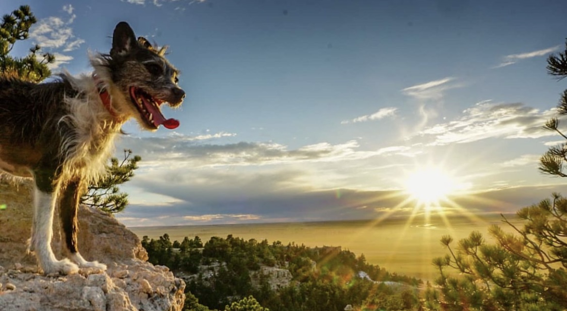 CanineStars's tweet photo. "Everything the light touches..." Nick looking out over his kingdom.

#CanineStars #LionKing #Wyoming #RescueDog https://t.co/28uqilL3hN