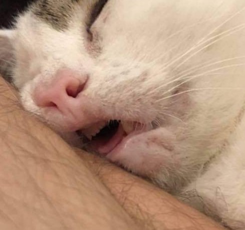 Cats with tongue out tweet media