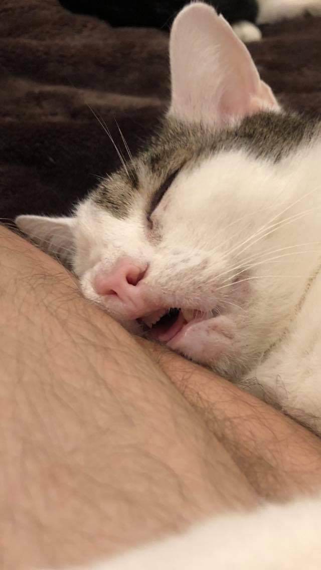 Cats with tongue out tweet media