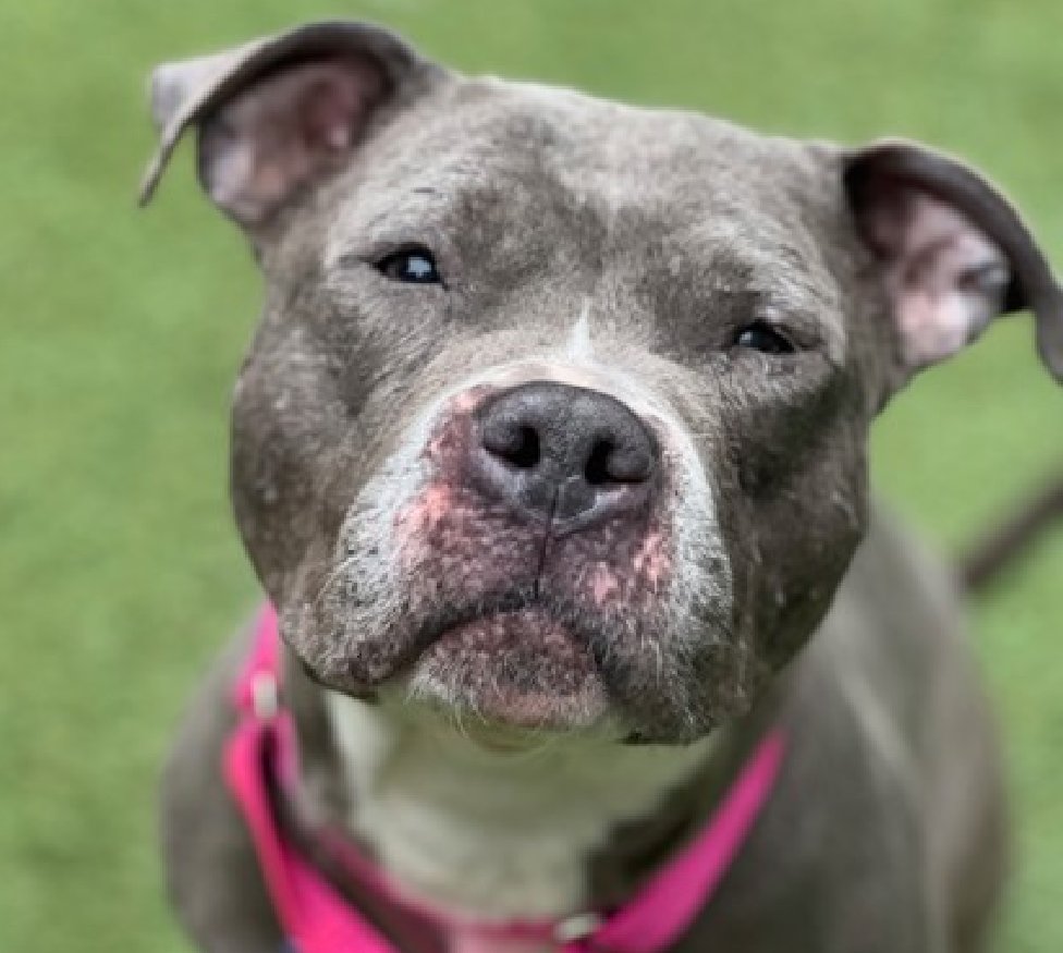 MyBoxerLuvMac1's tweet image. 💔Harrietta💔
#NYCACC #250293 3y
▪️Listed TBK: 4/25💉
#AdoptMe 

Precious sweetie's💔, waiting @ overcrowded shelter 33 days!
Gentle, affectionate, social, solicits attn.
Here 2 long, stressed in tiny cell, pushes off wall.
Has pyoderma,alopecia  &amp;amp; in heat!
Needs loving, N.East
