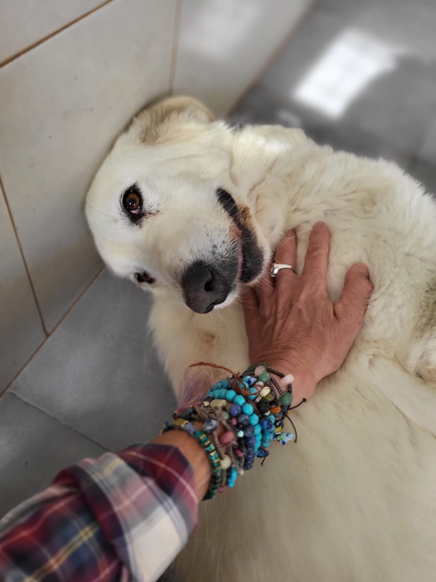 Protectora La Nucia tweet media