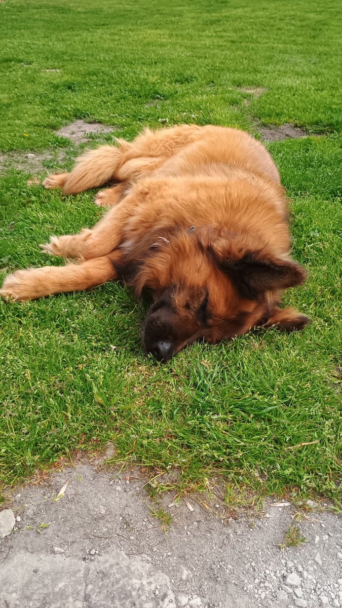 Doggler 🇵🇱 tweet media