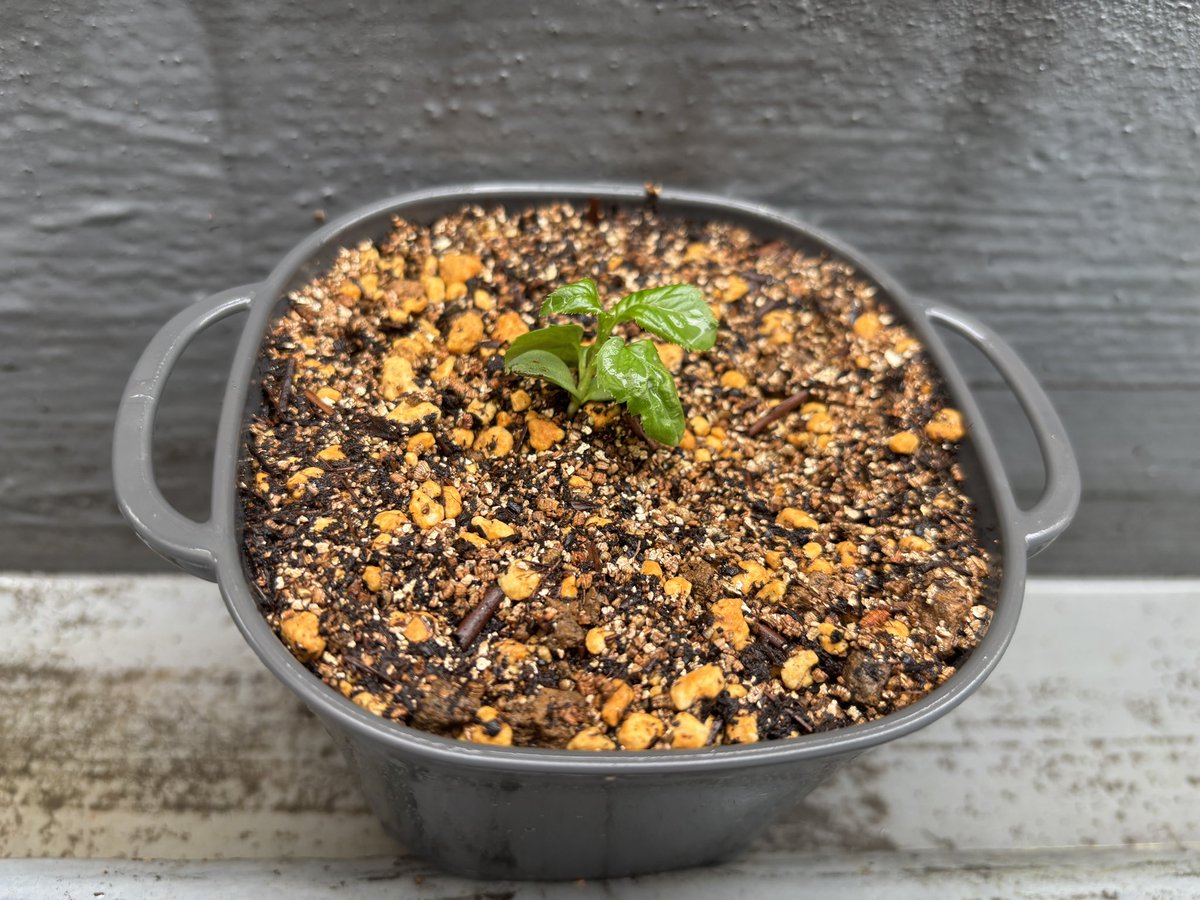 種から芽🌱が出た林檎🍎をポットに植え替えました٩( ᐛ )و
バラ科の植物なのでぱっと見はいちご🍓の苗みたい😄
#林檎
#りんご
#リンゴ
#家庭菜園
#バラ科