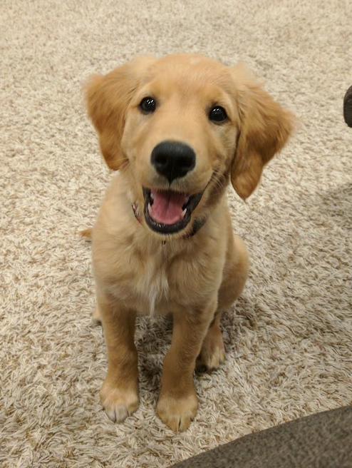 Nebraskangooner tweet media