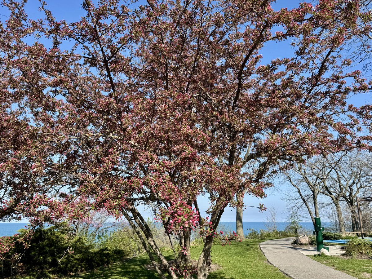 MichaelHeimlich's tweet image. Spring tree red-pink blossoms-blue sky-sunny-Lakefront Park bluff overlooking Lake Michigan 4:55-5:15pm April 22 2026 Glencoe Illinois USA -Editorial Use Permission w/Credit: Michael Heimlich @MichaelHeimlich; #Spring #Tree #Blossoms #Lake #Sunny #wx #ILwx @NWSChicago #StormHour