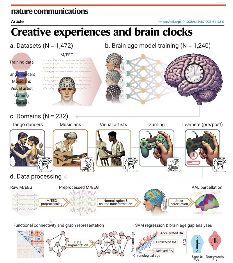 Your brain does not age evenly. Decline starts in frontoparietal networks that run decision-making and strategy.

Creative expertise alters that.

A <a href="/NatureComms/">Nature Communications</a> study using EEG-based brain clocks shows experts in music, dance, visual art, and gaming have lower brain age gaps.