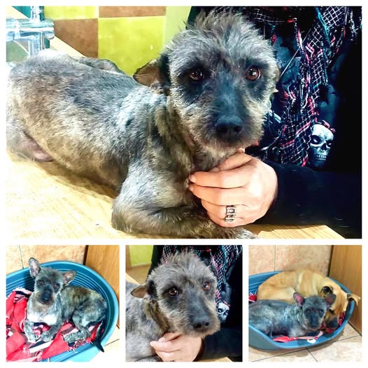 The Animal Team tweet media