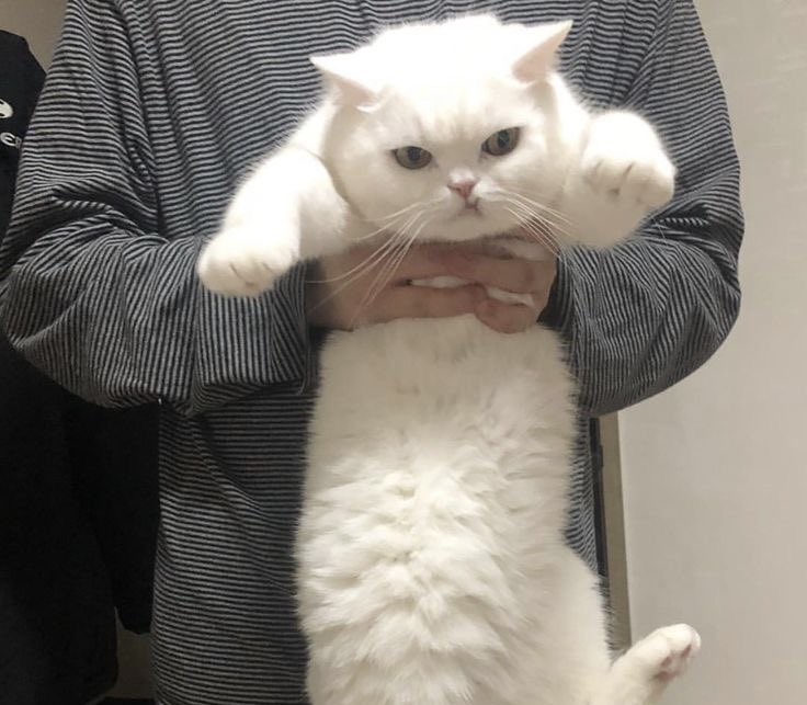 นูน่า シ tweet media