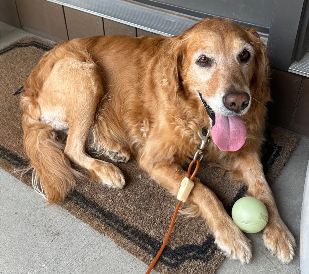 Nebraskangooner tweet media