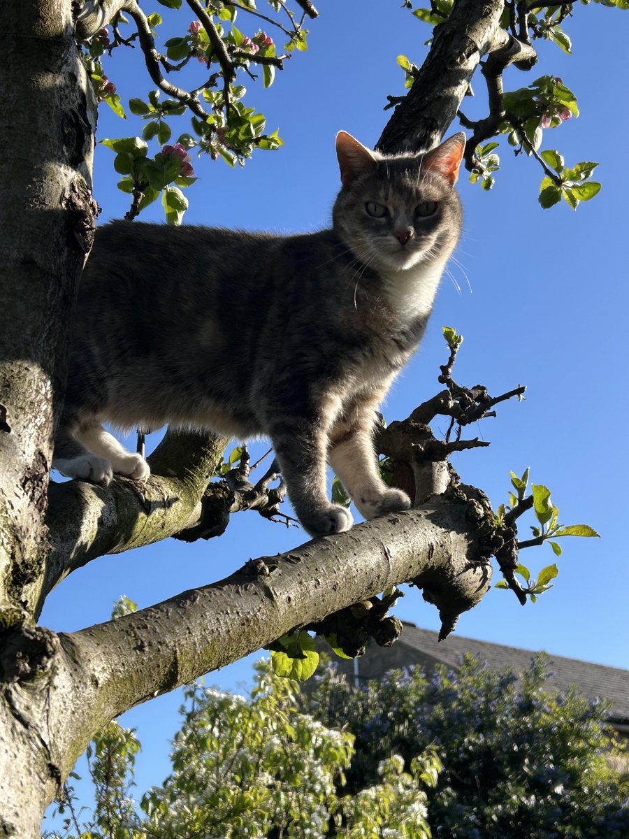 Milly the cat loves our apple tree! 💓