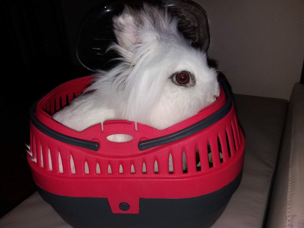 Vetmumetc tweet media