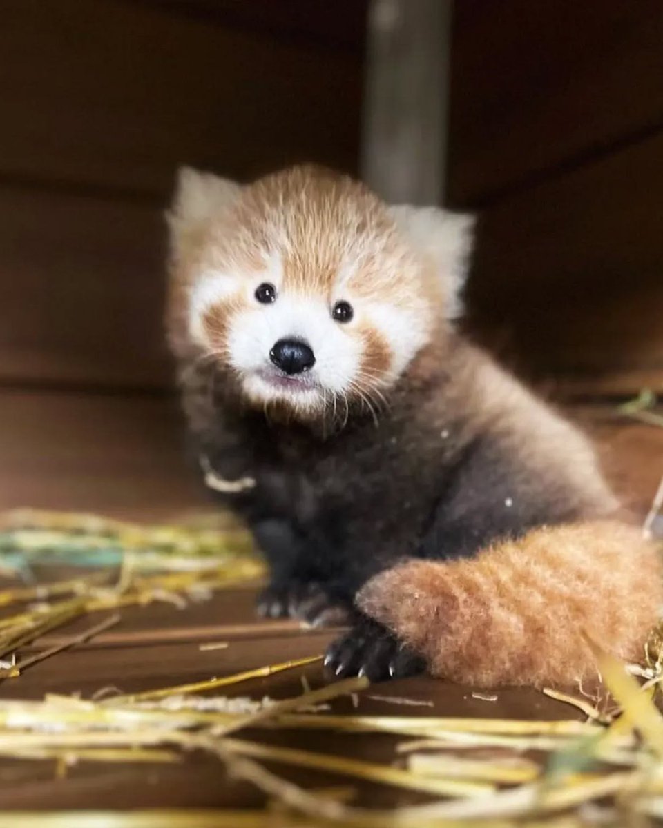 Red Panda Network tweet media