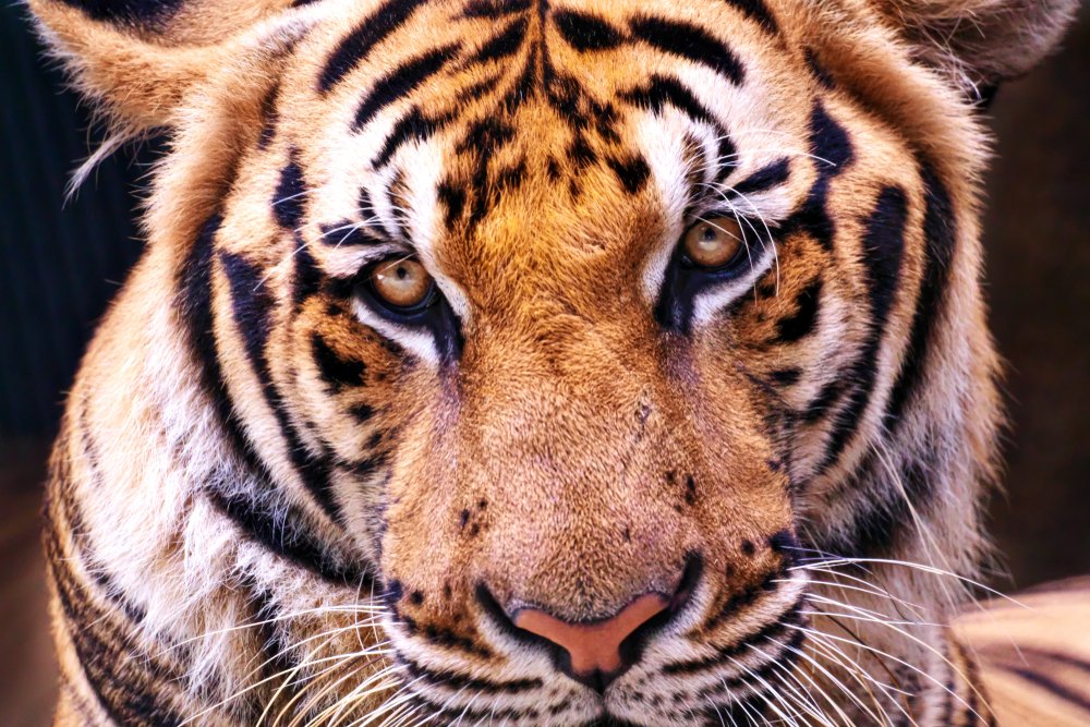 BethFratesMD's tweet image. 🐯
Sometimes people say things that 
are disturbing. One of the best 
responses you can use is a 
simple question, "What
 makes you say
that?" 
🤔
It helps the person to clarify
their statement+think 
about what they
 just said.
🙏
#LifeCoach #life #ThursdayVibes #Mindset