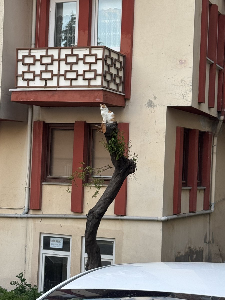 Bugün mahalleyi full hd mobese gibi izleyen kediye denk geldim